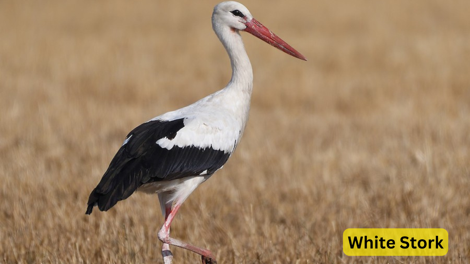 White Stork 