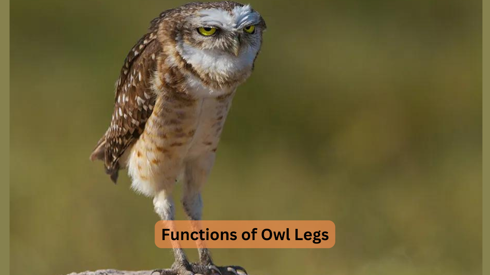 owl legs