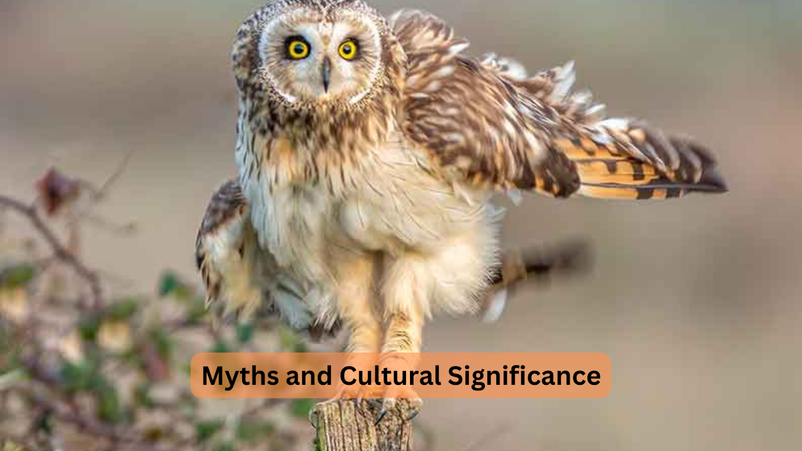 Myths and Cultural Significance