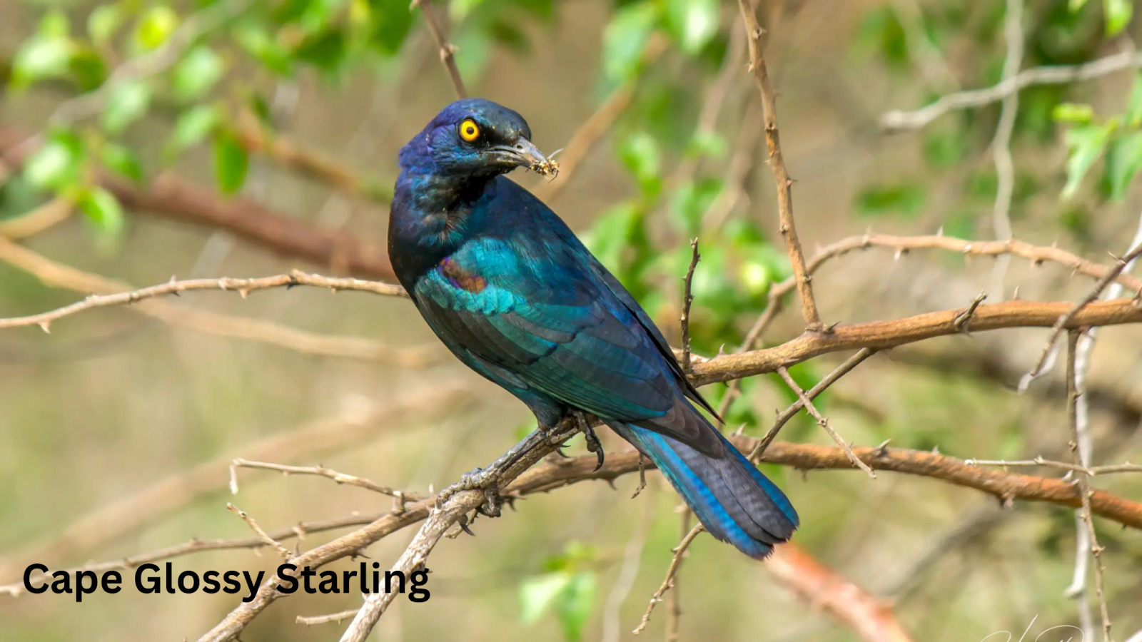 Cape Glossy Starling