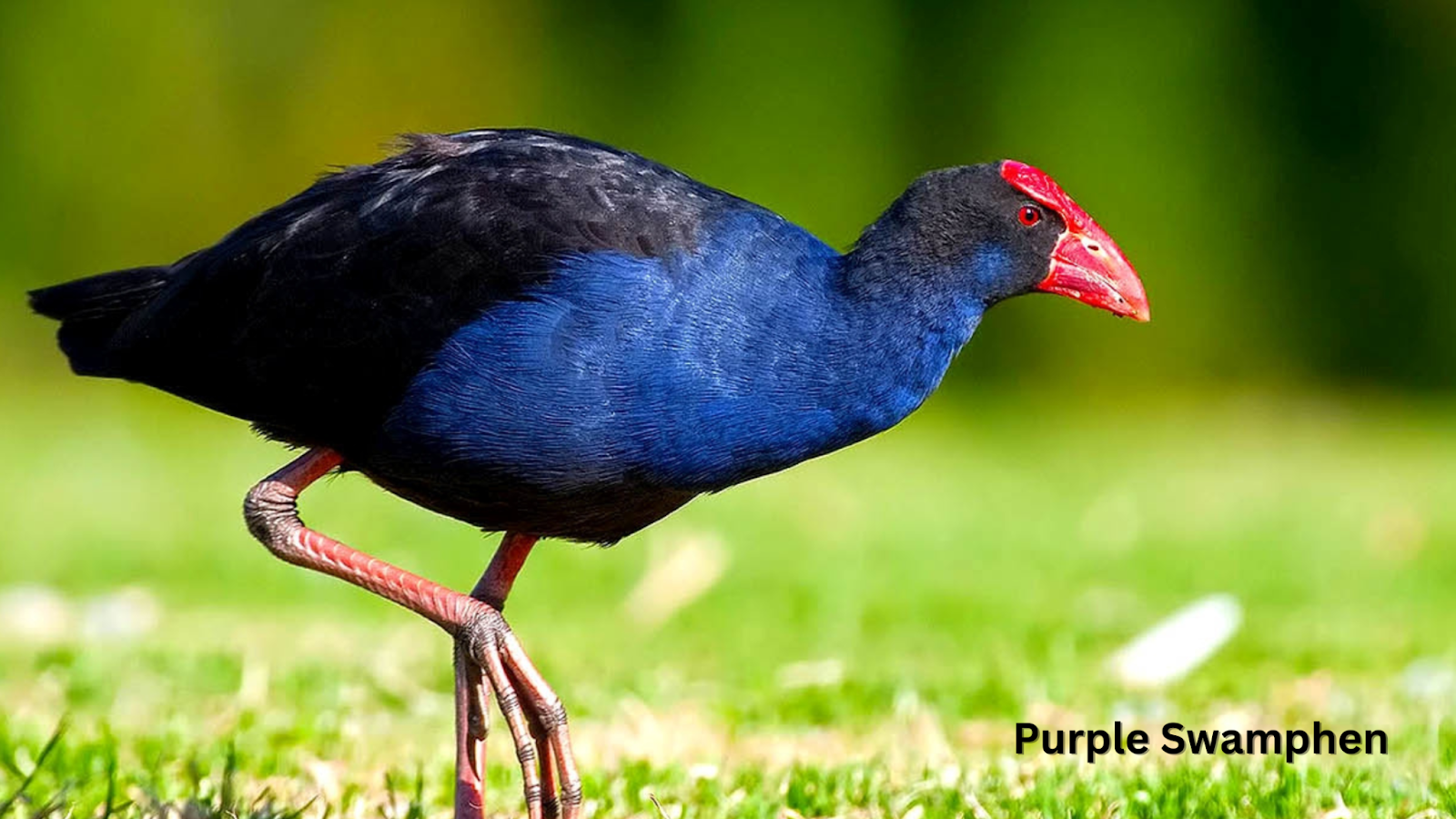 Purple Swamphen 