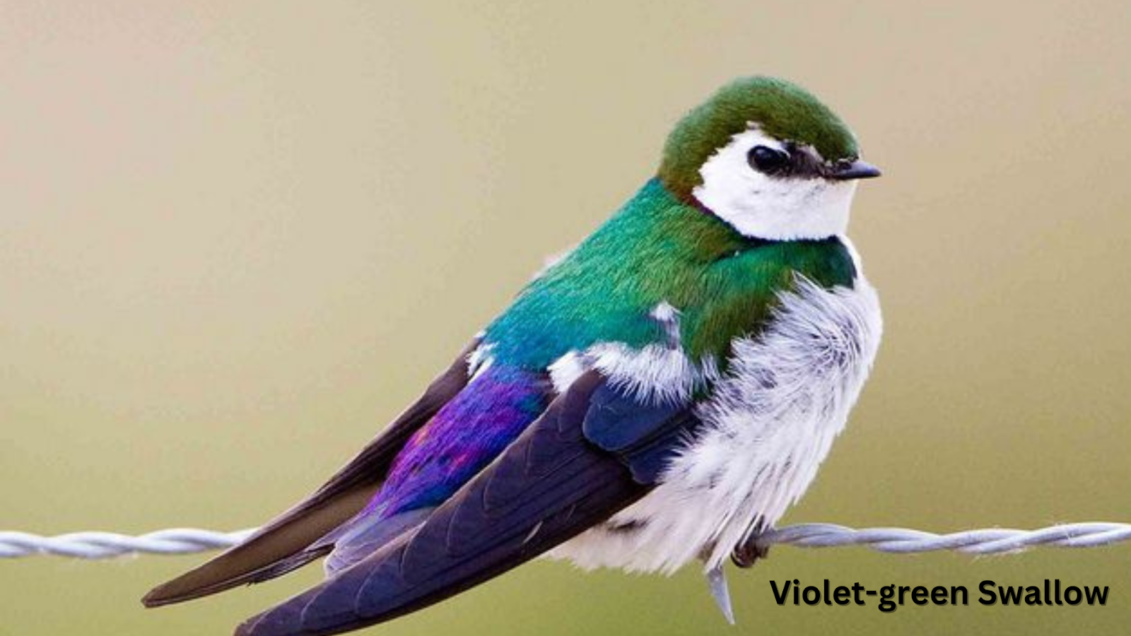 Violet-green Swallow