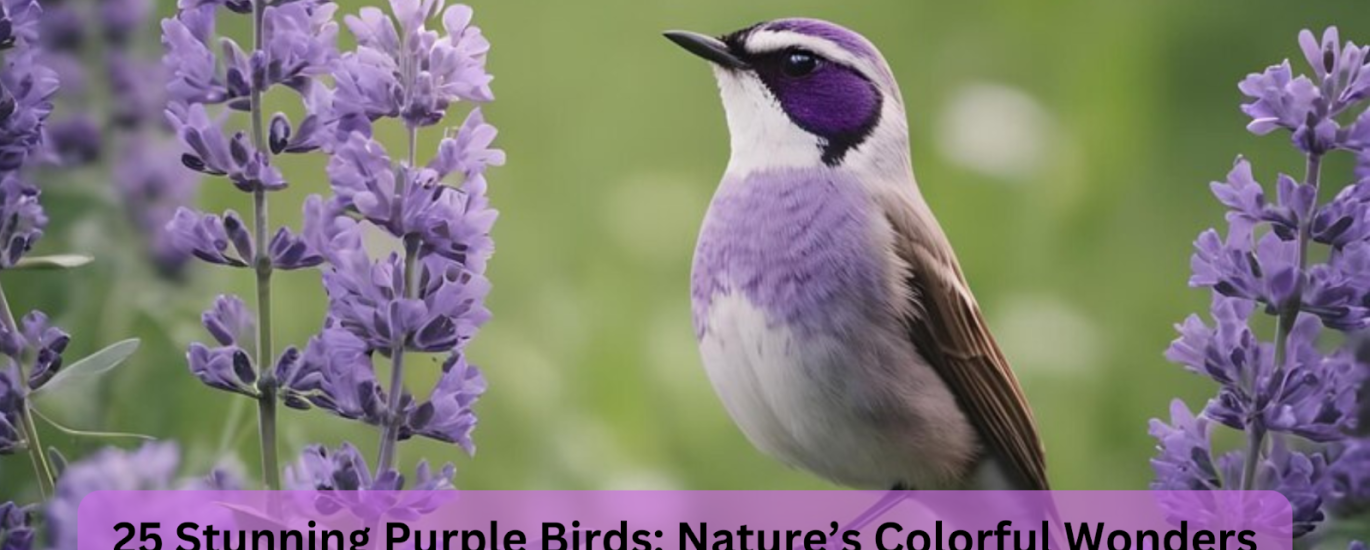 purple birds