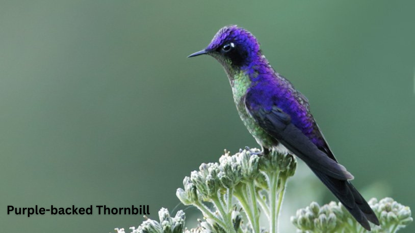 Purple-backed Thornbill