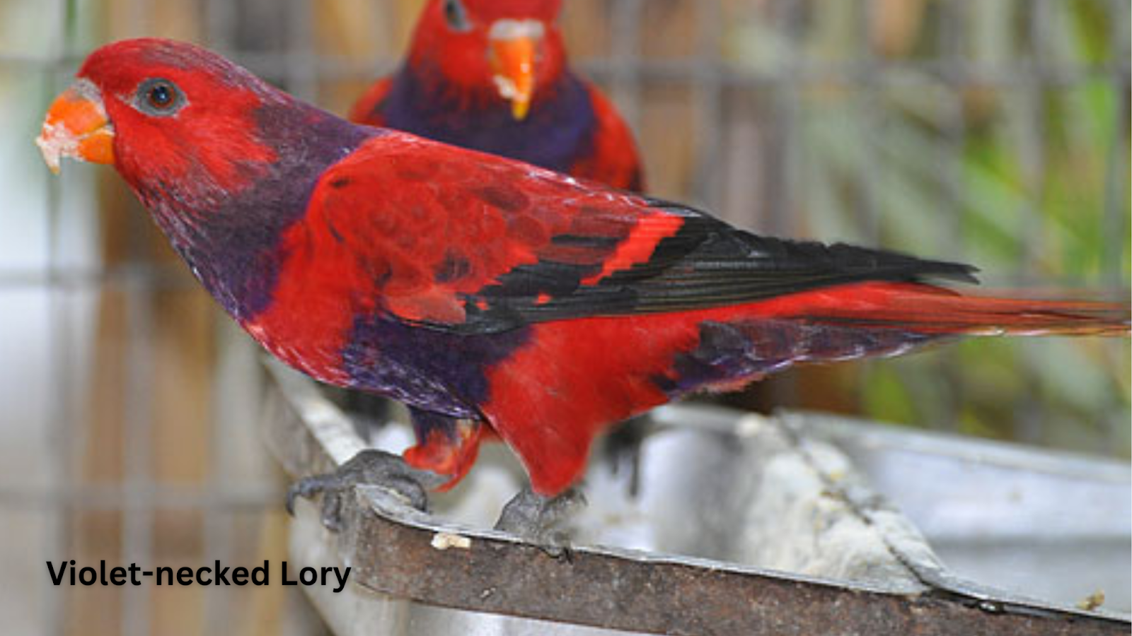 Violet-necked Lory