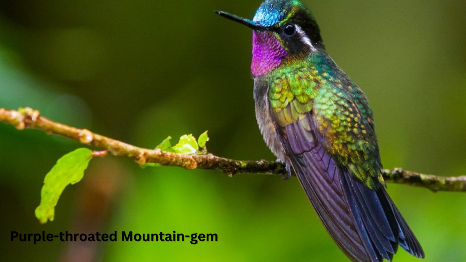 Purple-throated Mountain-gem