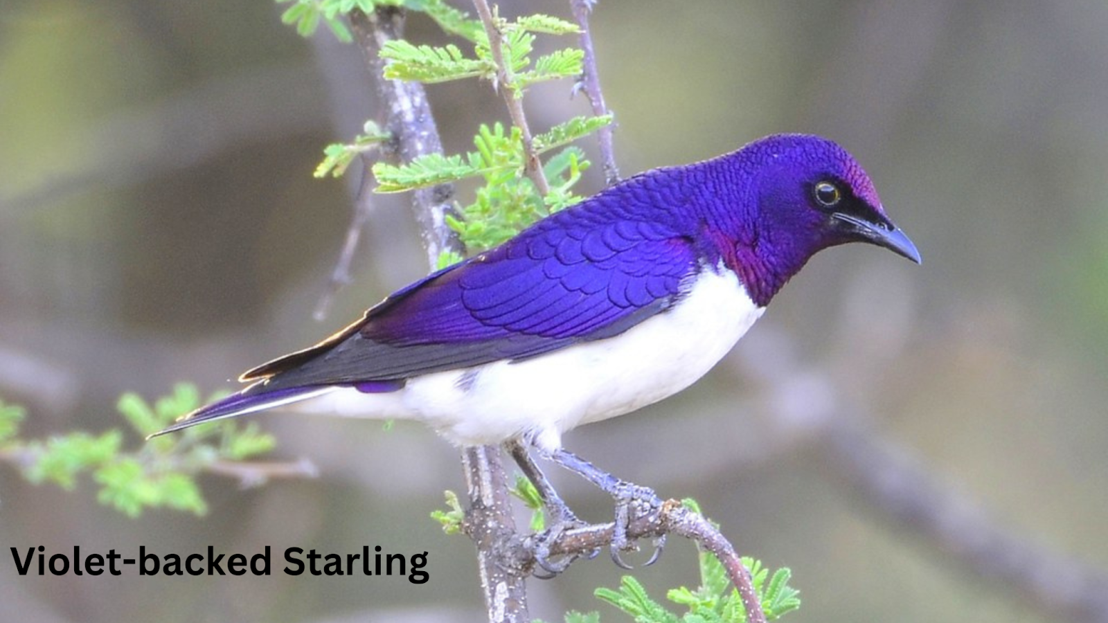 Violet-backed Starling