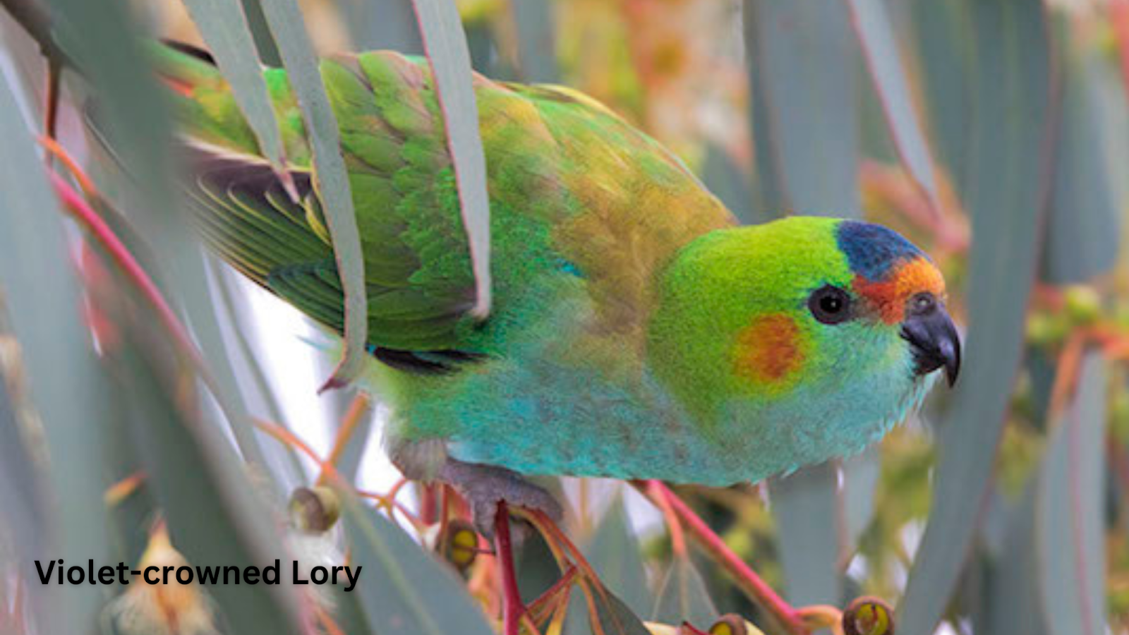 Violet-crowned Lory