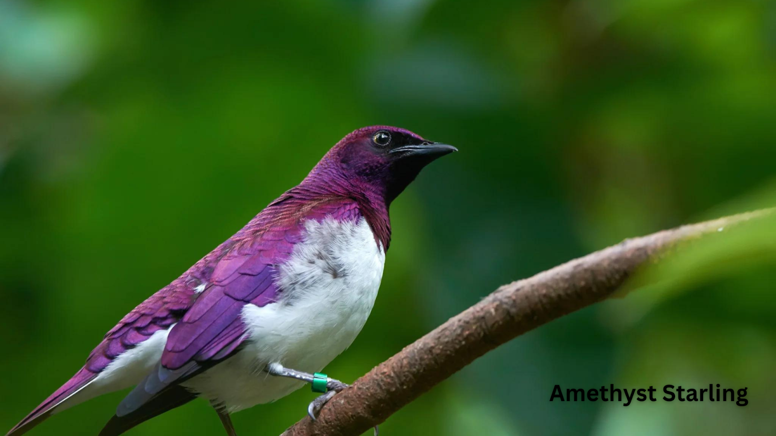 Amethyst Starling