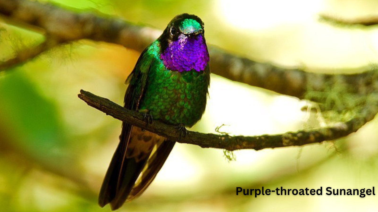 Purple-throated Sunangel