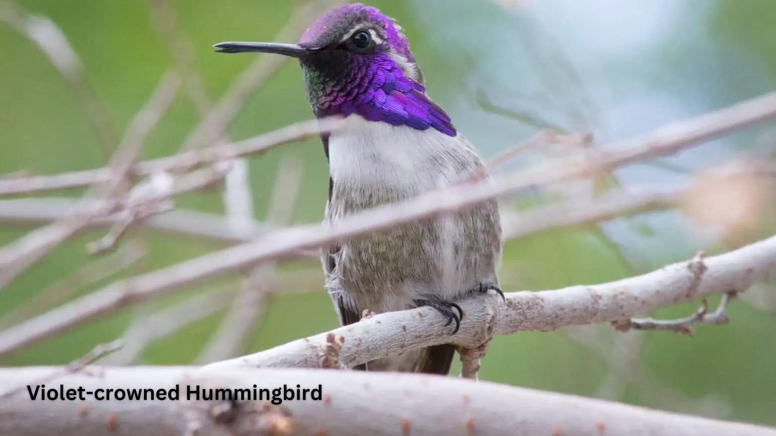 Violet-crowned Hummingbird