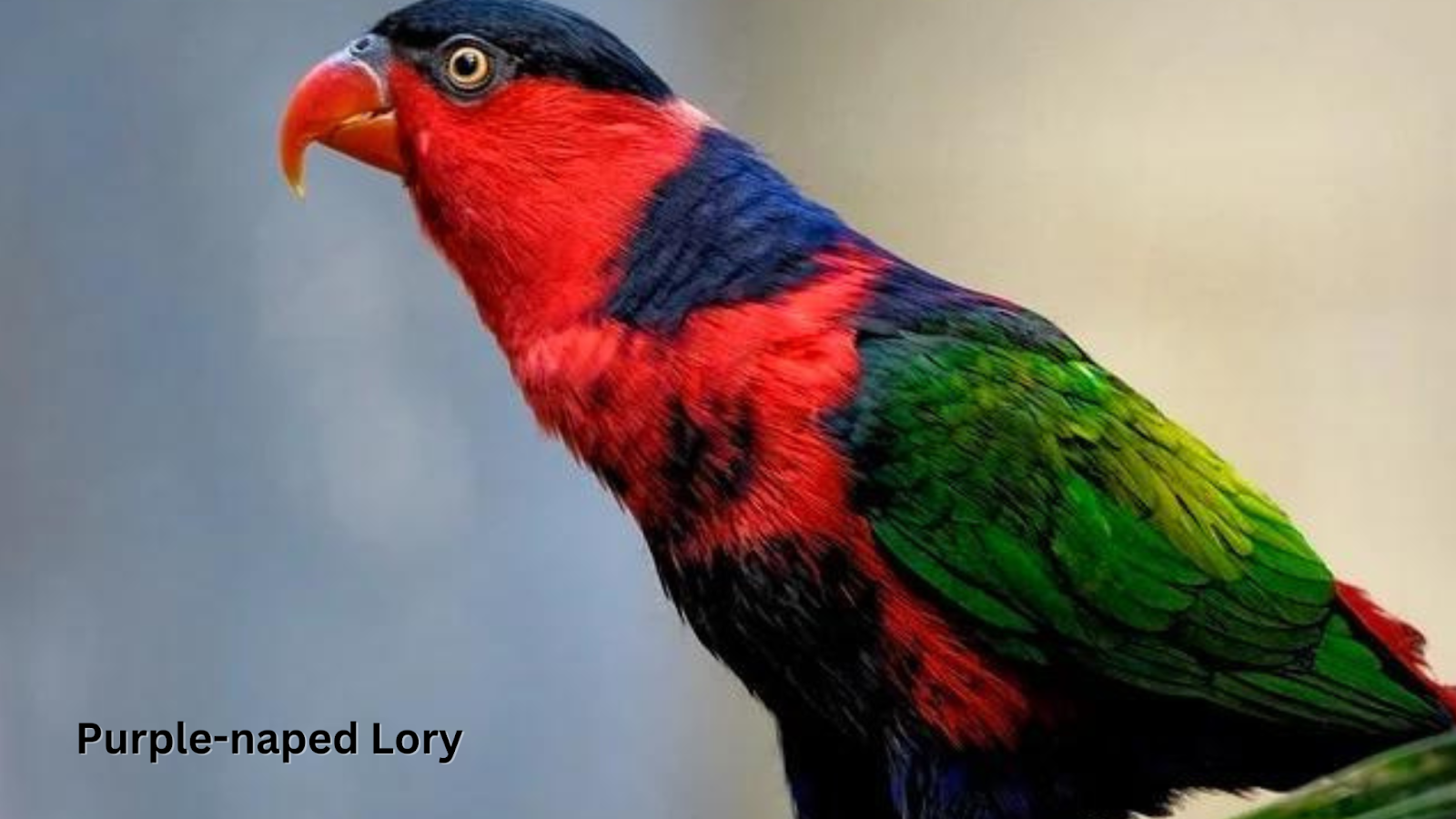 Purple-naped Lory