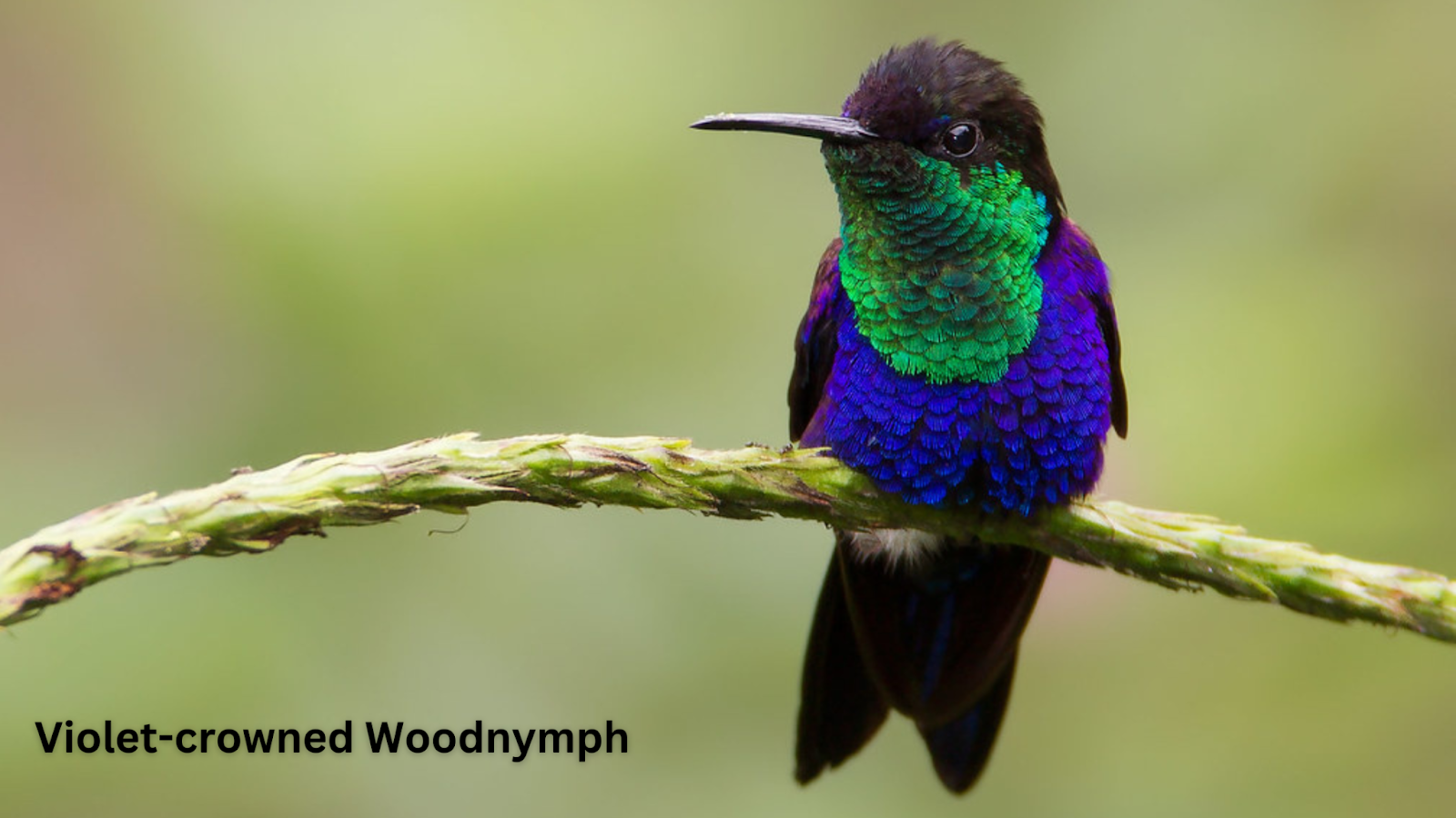 Violet-crowned Woodnymph