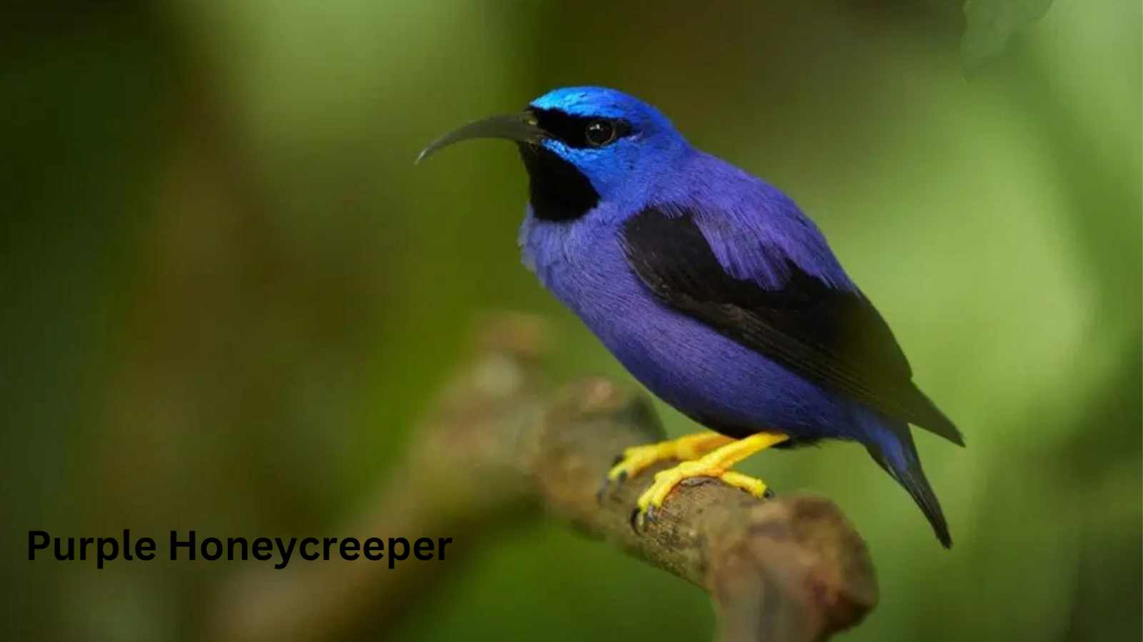 Purple Honeycreeper