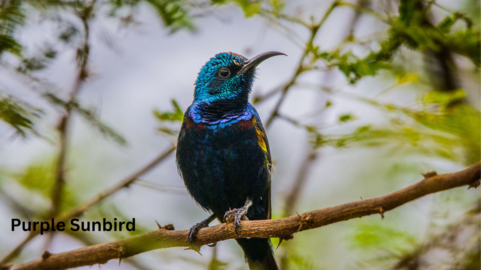 Purple Sunbird