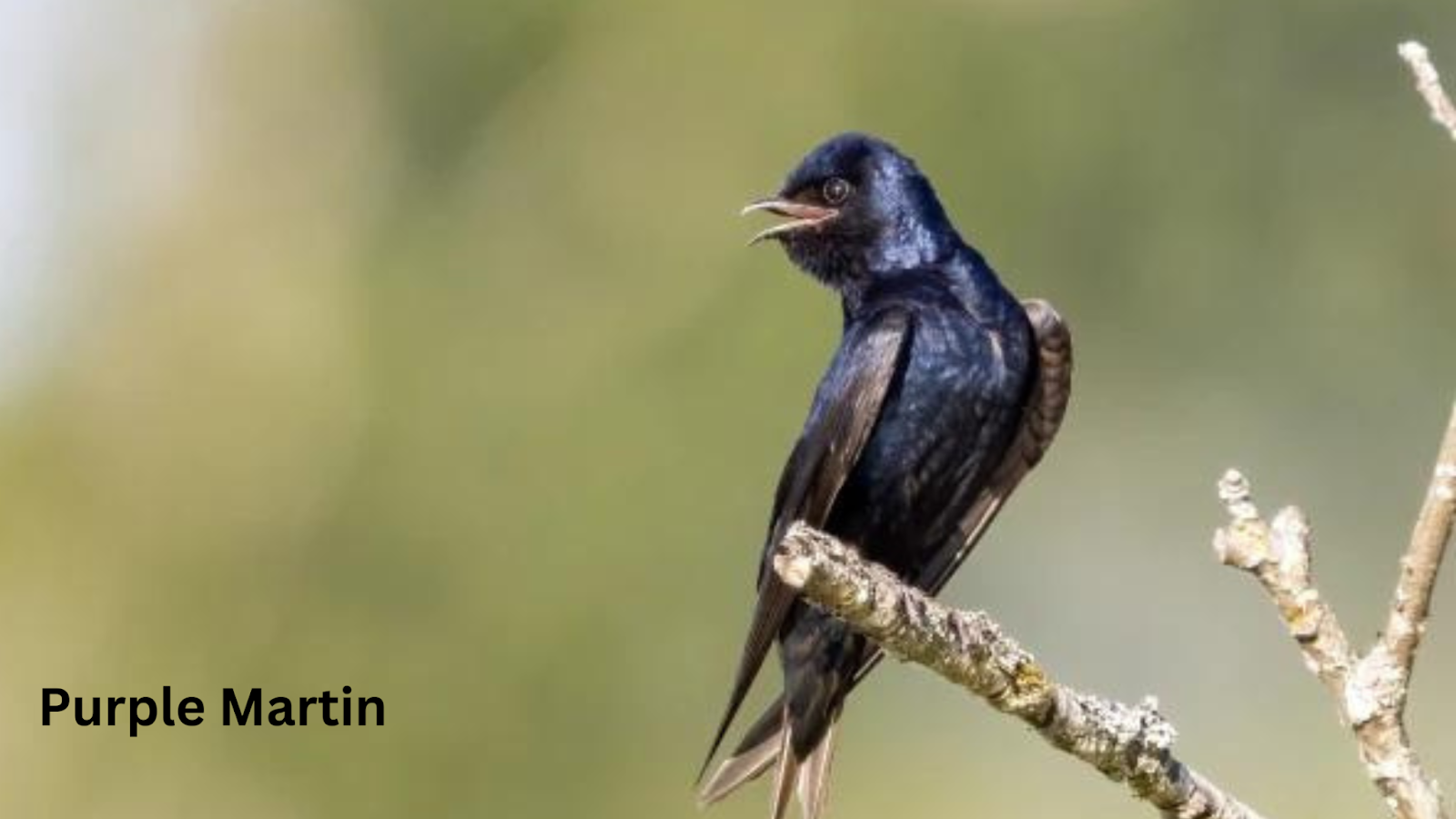 Purple Martin