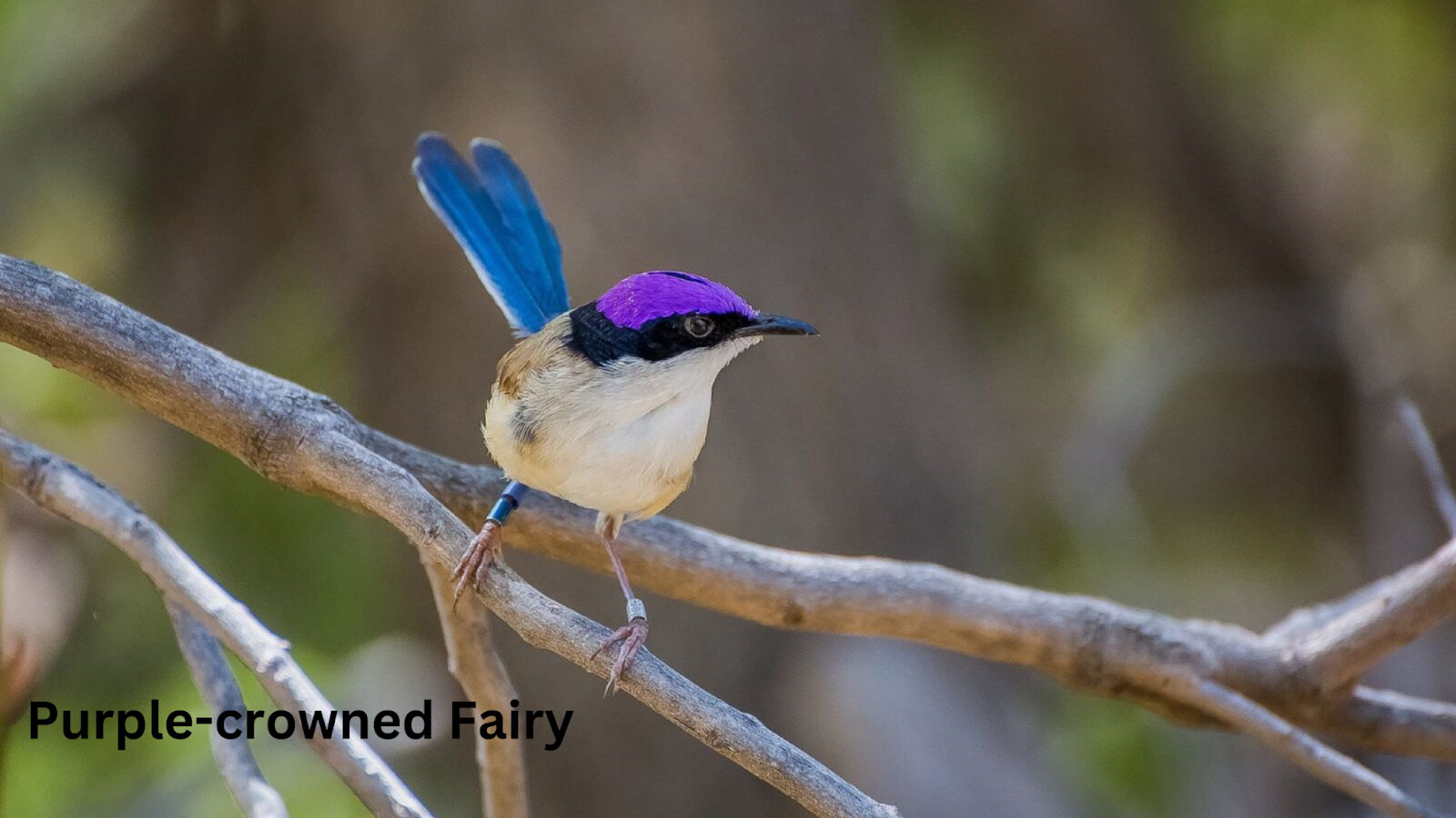 Purple-crowned Fairy