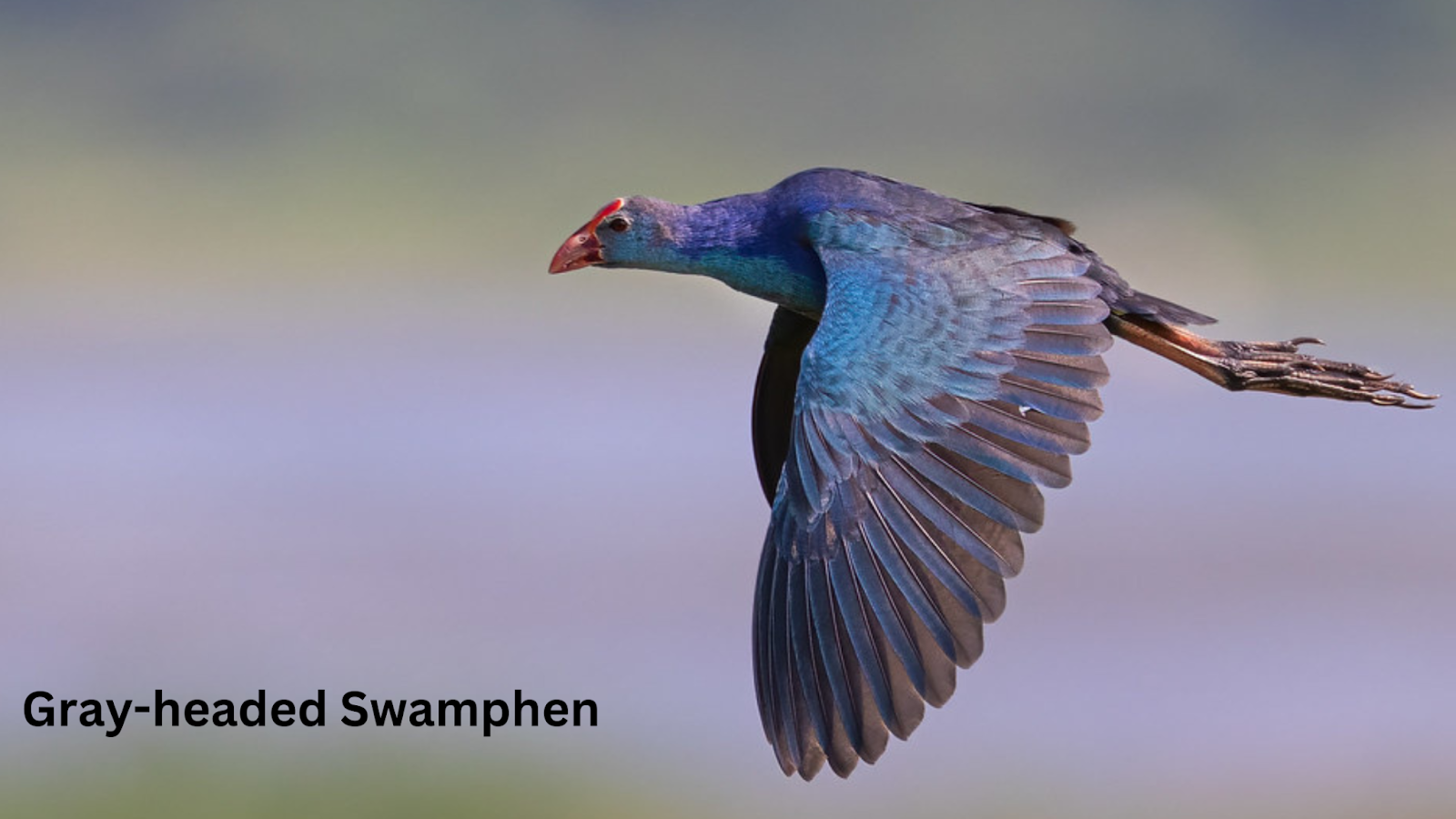 Gray-headed Swamphen