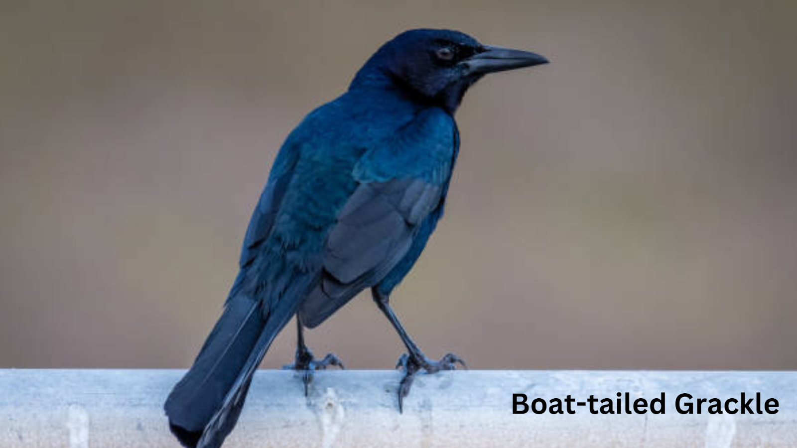 Boat-tailed Grackle