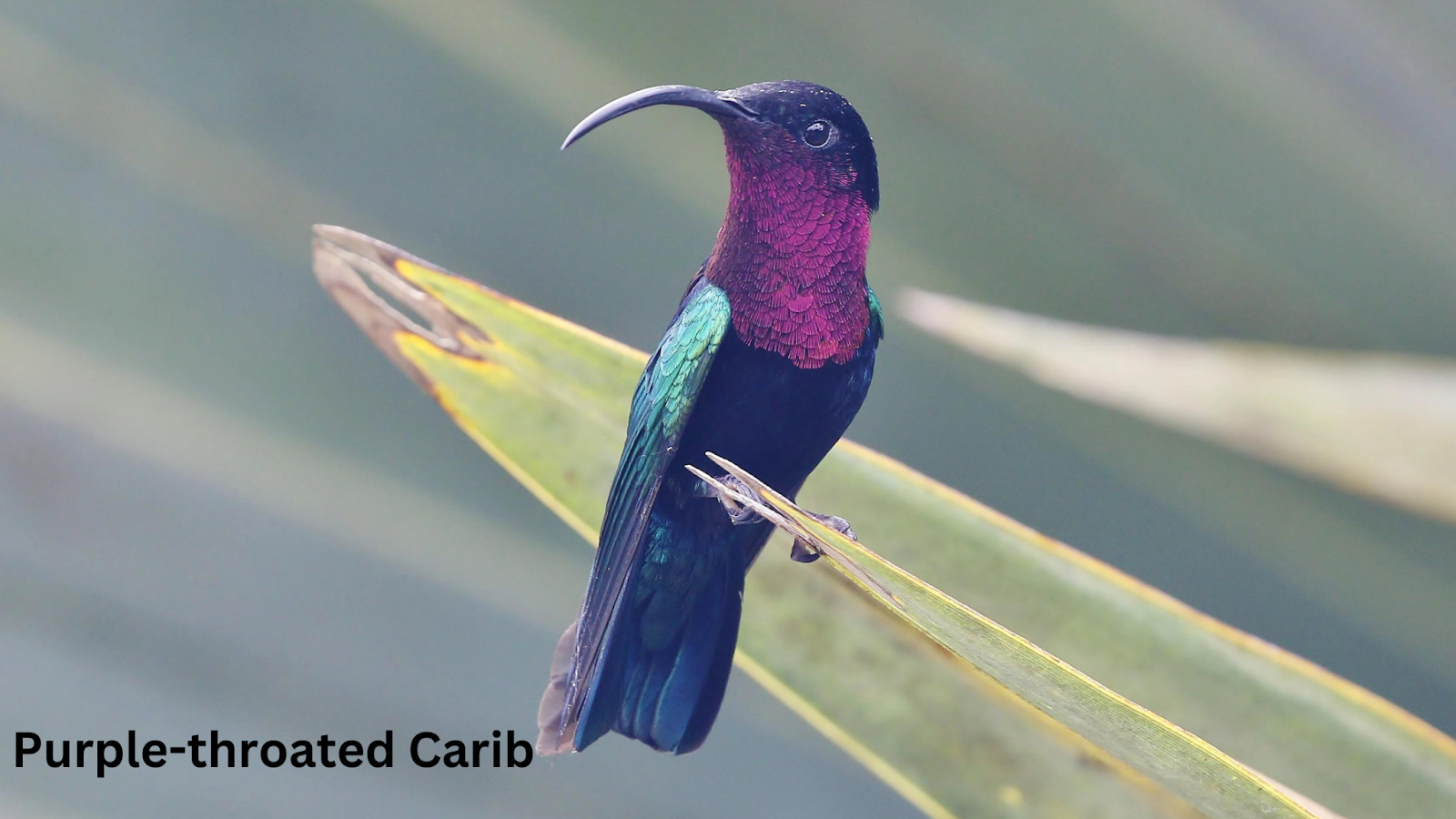 Purple-throated Carib