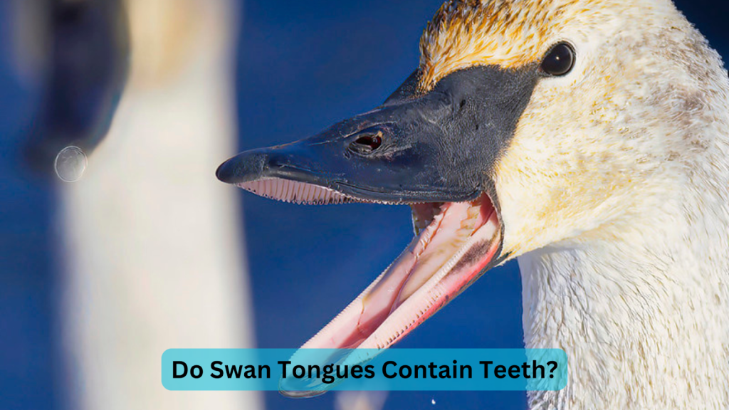 swan teeth