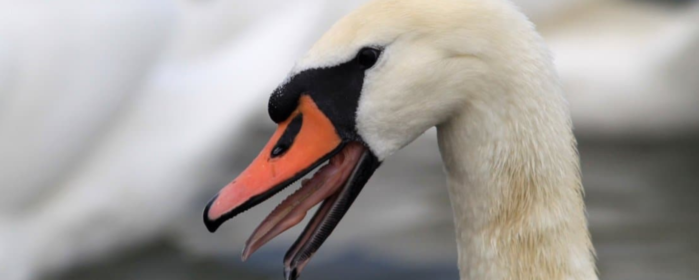 swan teeth