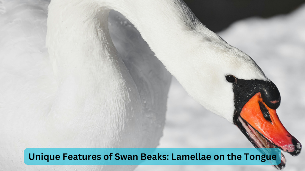 Unique Features of Swan Beaks: Lamellae on the Tongue