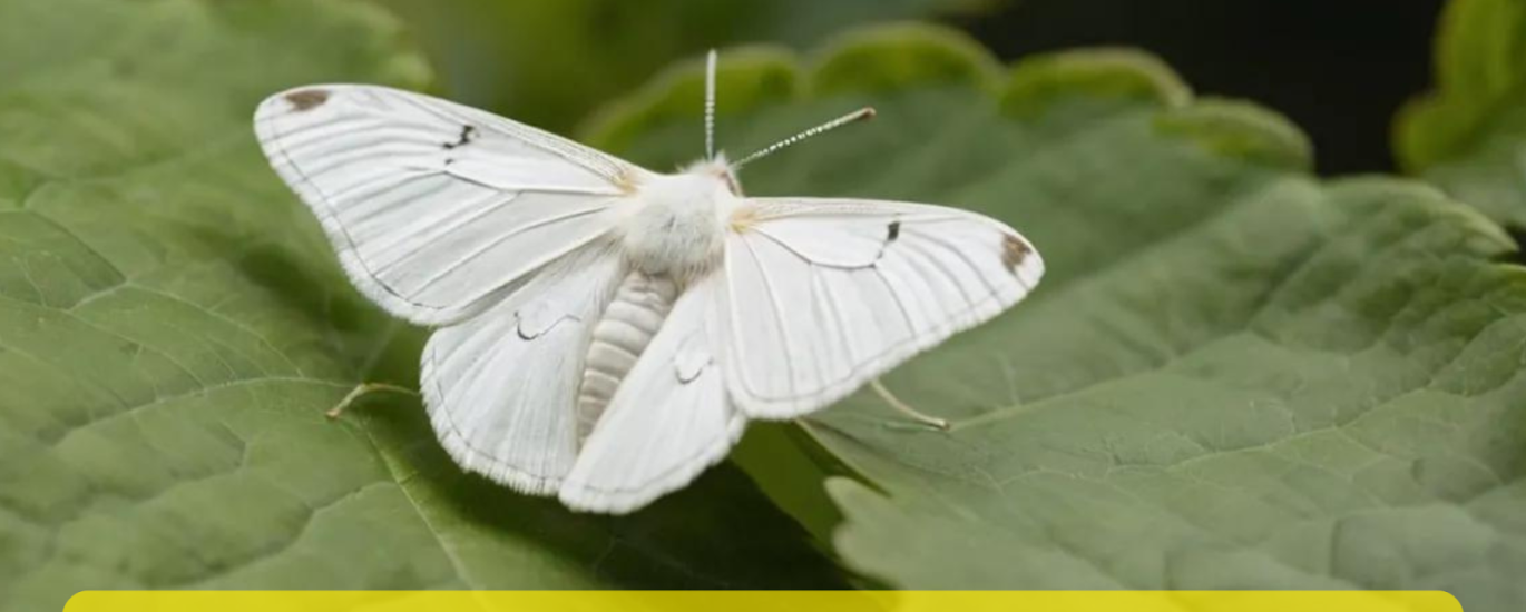 white moth meaning