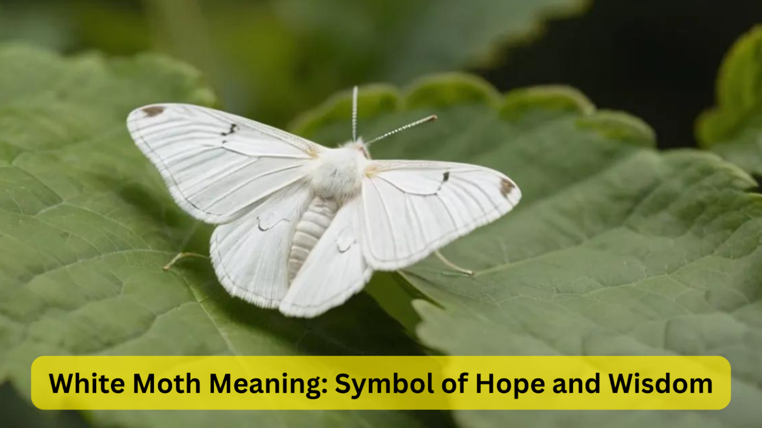 white moth meaning