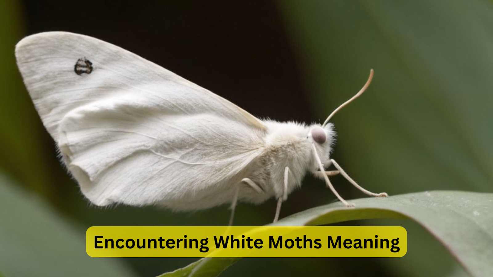 Encountering White Moths Meaning