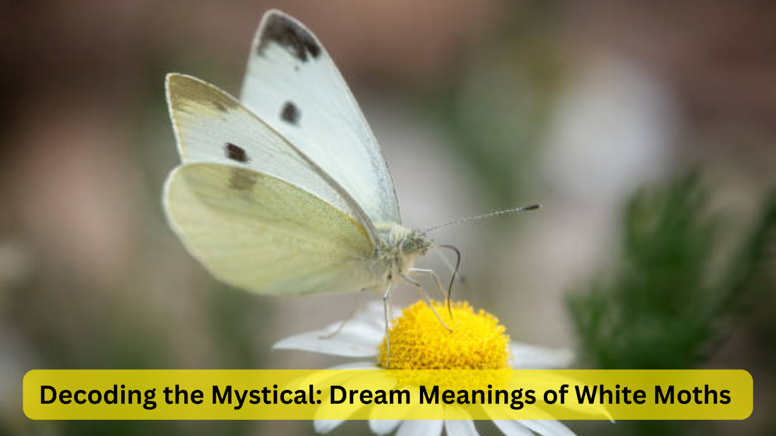 Decoding the Mystical: Dream Meanings of White Moths in Different Scenarios