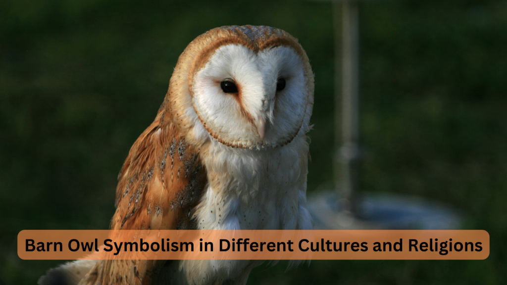 barn owl symbolism