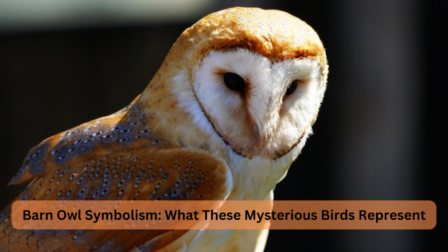 barn owl symbolism