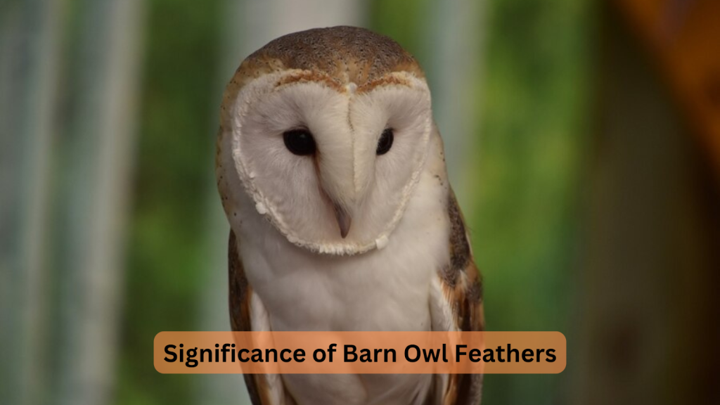 Significance of Barn Owl Feathers