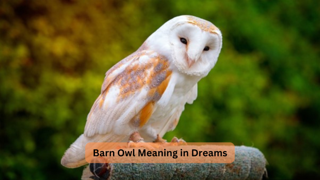 Barn Owl Meaning in Dreams
