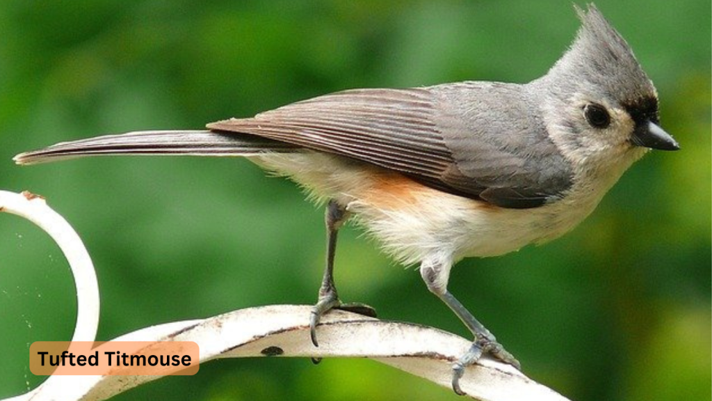 birds with mohawks