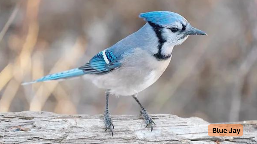 Blue Jay