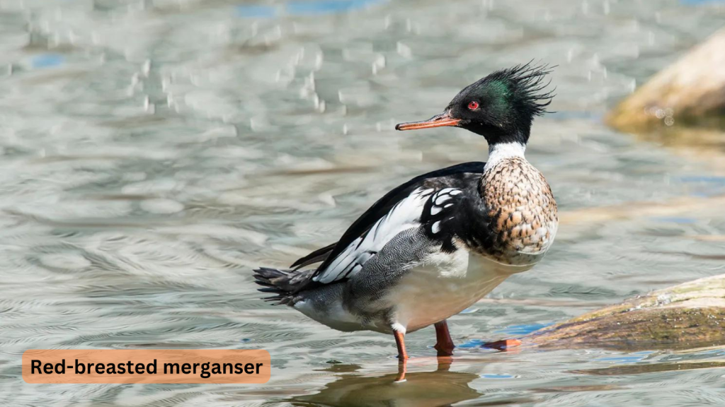 Red-breasted merganser