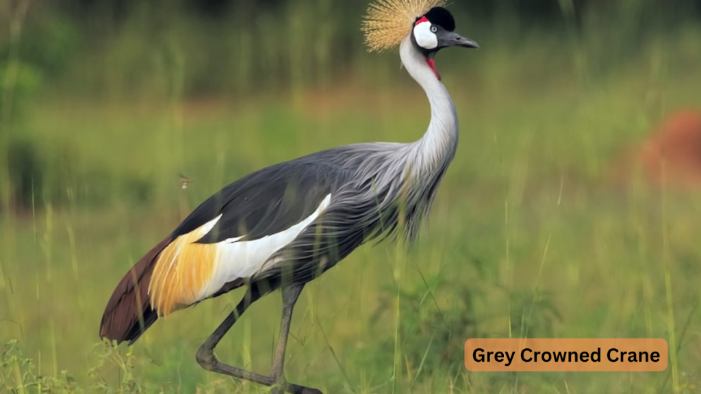 Grey Crowned Crane