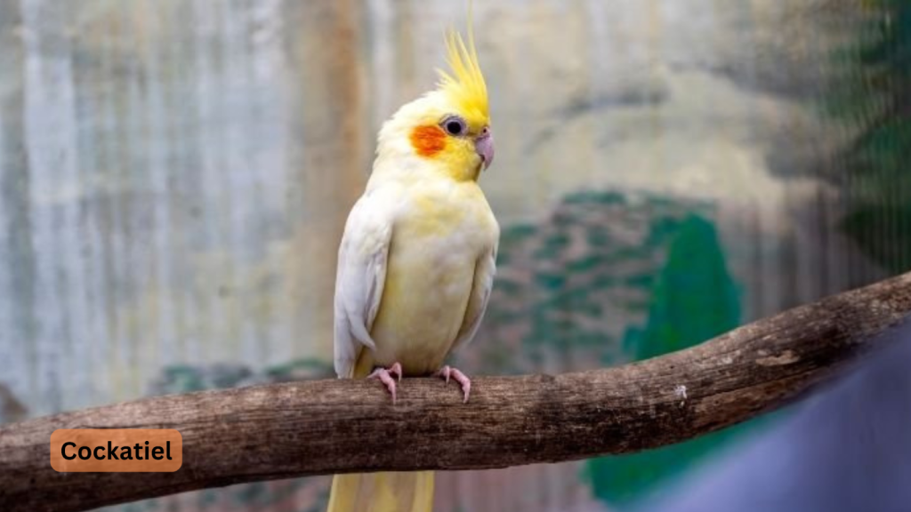 Cockatiel