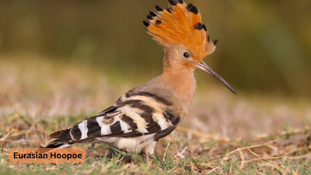 Eurasian Hoopoe