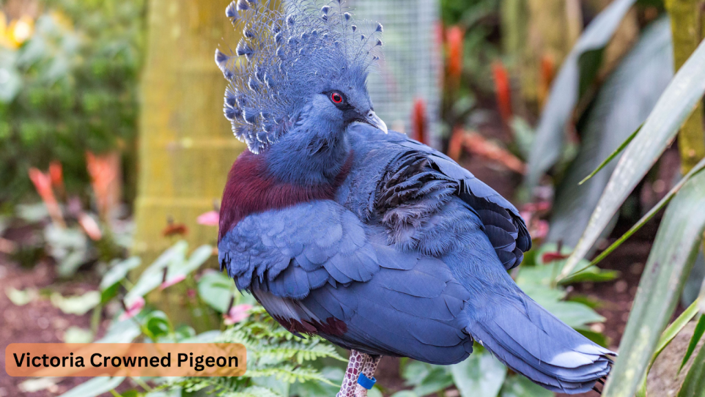 Victoria Crowned Pigeon