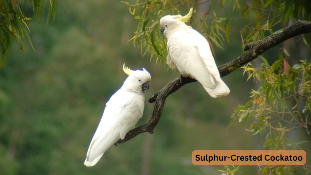 Sulphur-Crested Cockatoo