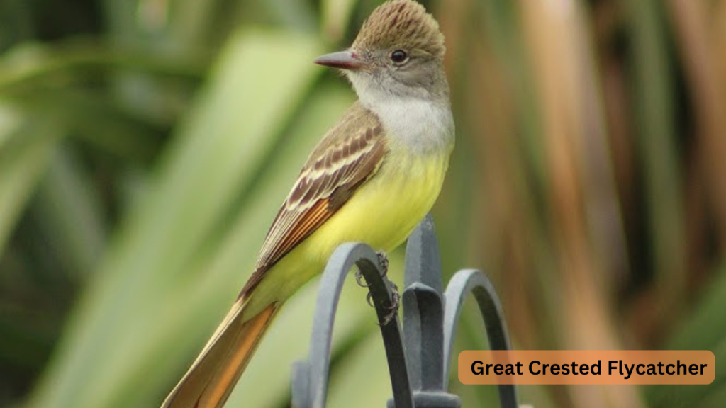 Great Crested Flycatcher