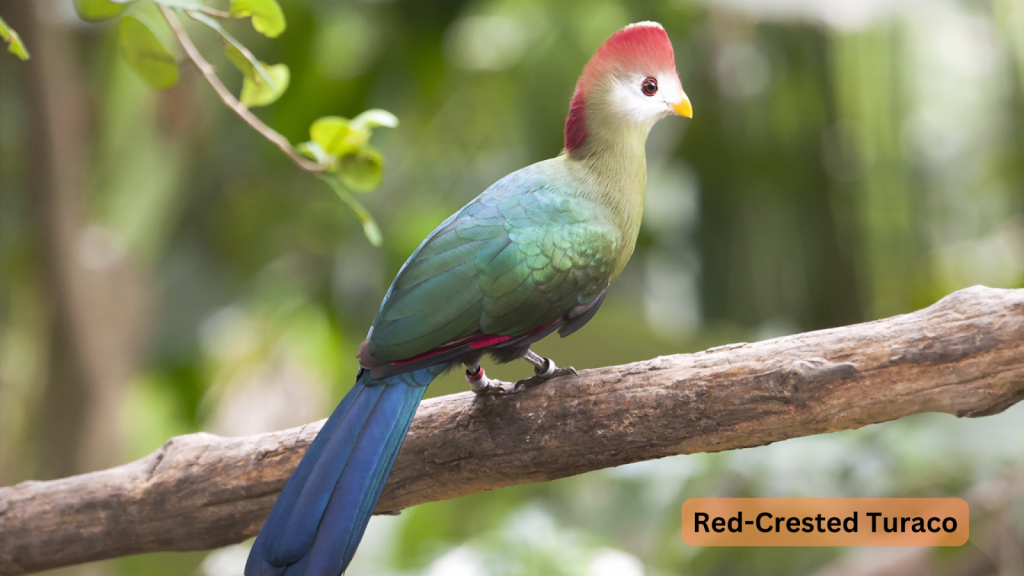 Red-Crested Turaco