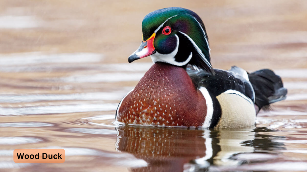 Wood Duck