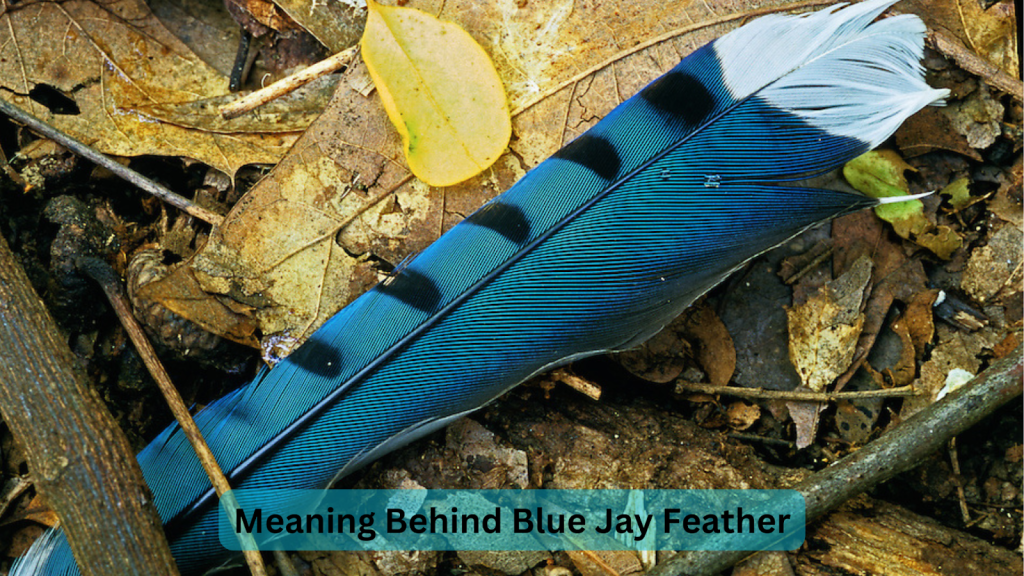 blue jay feather