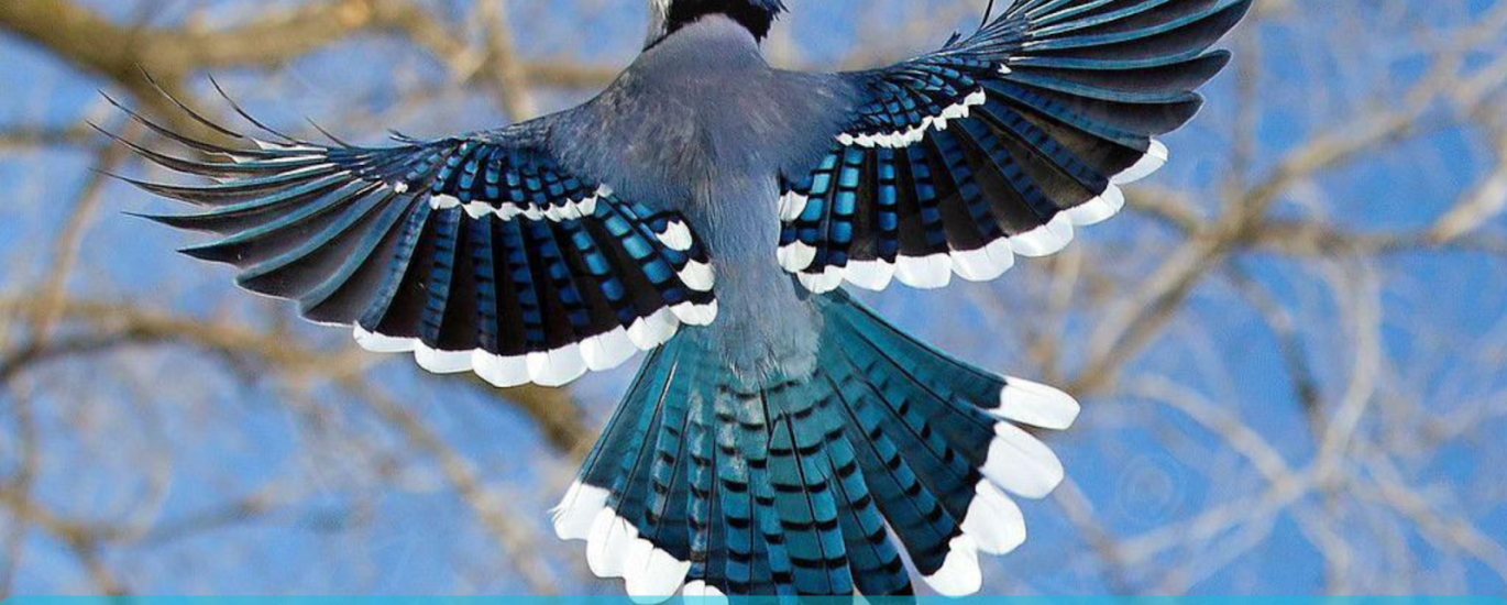blue jay feather