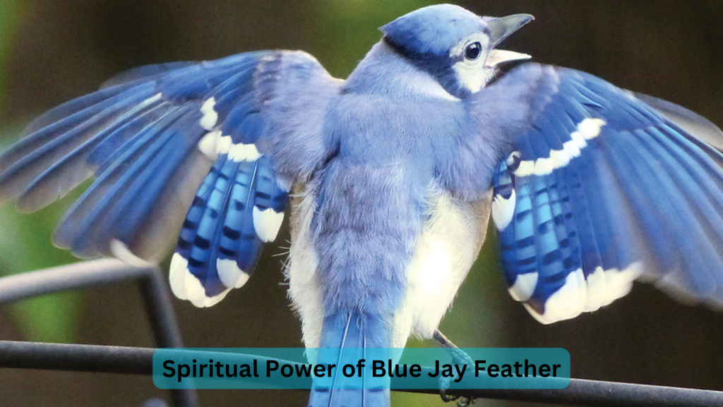 Spiritual Power of the Feather