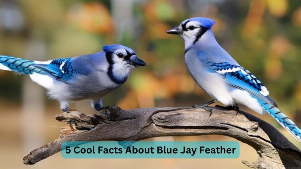 5 Cool Facts About Blue Jay Feather